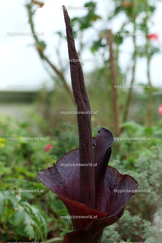 Teufelszunge-001 | Das Bilderarchiv über Tiere, Planzen und Landschaften. In der Bilddatenbank finden Sie ein große Auswahl an hochwertigen Bilder für Ihre Werbung - Realized with Pictrs.com