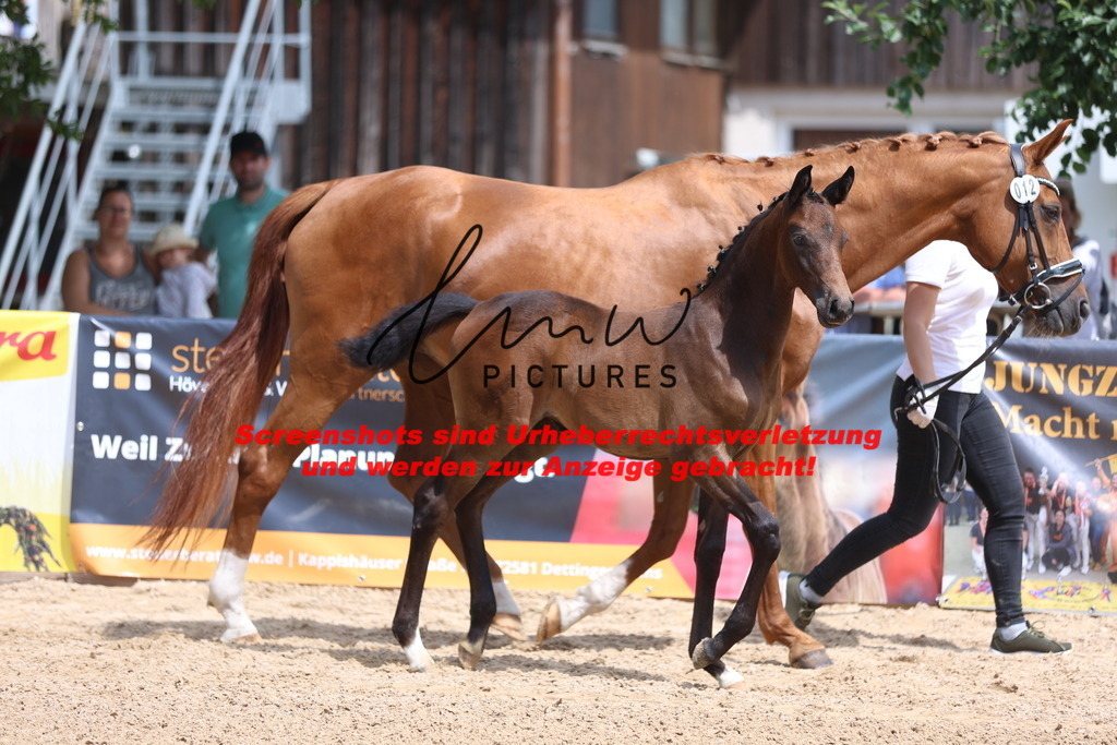Fohlenschau_Schwäbisch_Hall_dressurbetonte_Fohlen_KN 12_9 | lmwpictures - Realisiert mit Pictrs.com