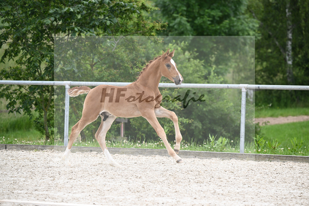Vivaldos x Belissimo M_HF_Baier_20240261 | hf-fotografie - Realizzato con Pictrs.com