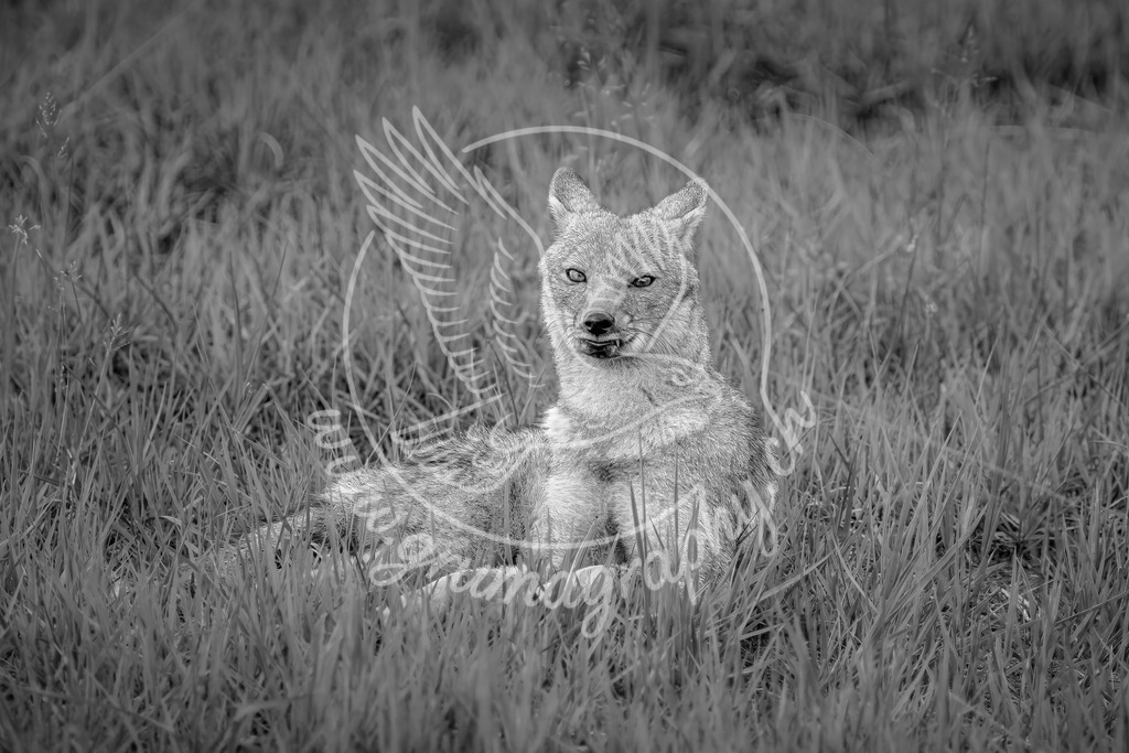 unbroken focus - golden jackal_ kenya_swx | In stiller Haltung, Fine-Art Wildlife Aufnahme eines Goldschakals im hohen Gras - ruhig, getarnt und unscheinbar.