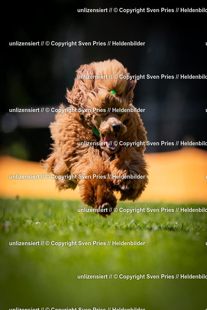 Sven Pries | 2025-08-10 - Hunderennen Durlach - Realisiert mit Pictrs.com