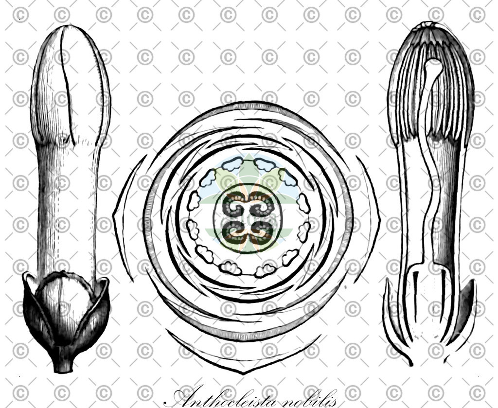 HistAbb_wfo-0000538520_1_ENZY_Simple | Historische Abbildung von Anthocleista nobilis - Gentianaceae | Historical Illustration of Anthocleista nobilis - Gentianaceae