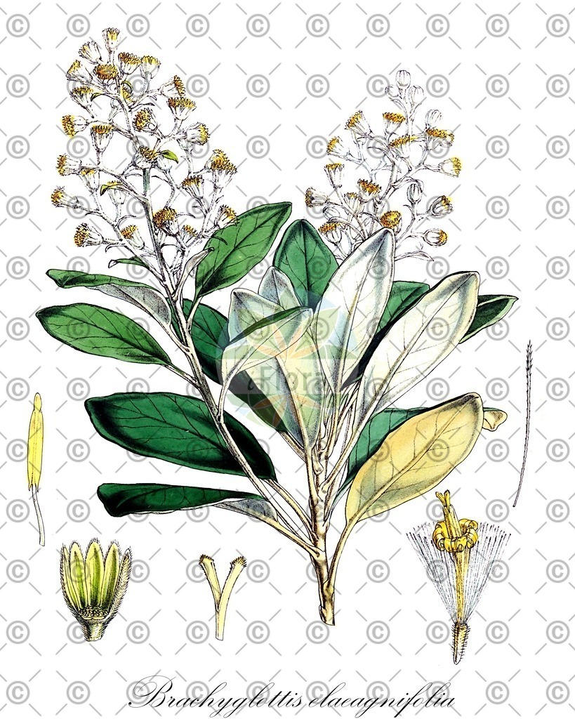 HistAbb_wfo-0000024237_1_ENZY_Simple | Historische Abbildung von Brachyglottis elaeagnifolia - Asteraceae | Historical Illustration of Brachyglottis elaeagnifolia - Asteraceae