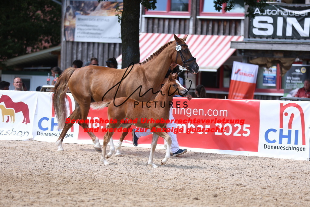 Fohlenschau_Schwäbisch_Hall_Ponys_KN 47_6 | lmwpictures - Realisiert mit Pictrs.com