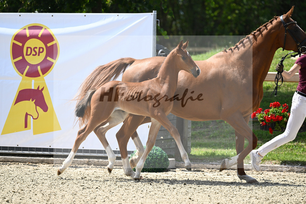 Kat-Nr. 33 HF Va Pensiero x Domani_Penninger_28230570 | hf-fotografie - Realizzato con Pictrs.com