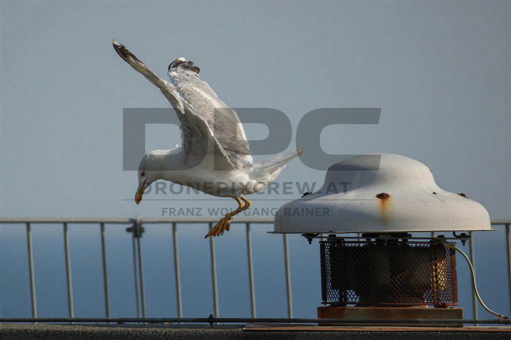 Yellow-legged Gull (Larus michahellis) | Yellow-legged Gull (Larus michahellis), a large gull species commonly found along Mediterranean coasts, rocky shorelines, harbours and coastal areas. - Realisiert mit Pictrs.com