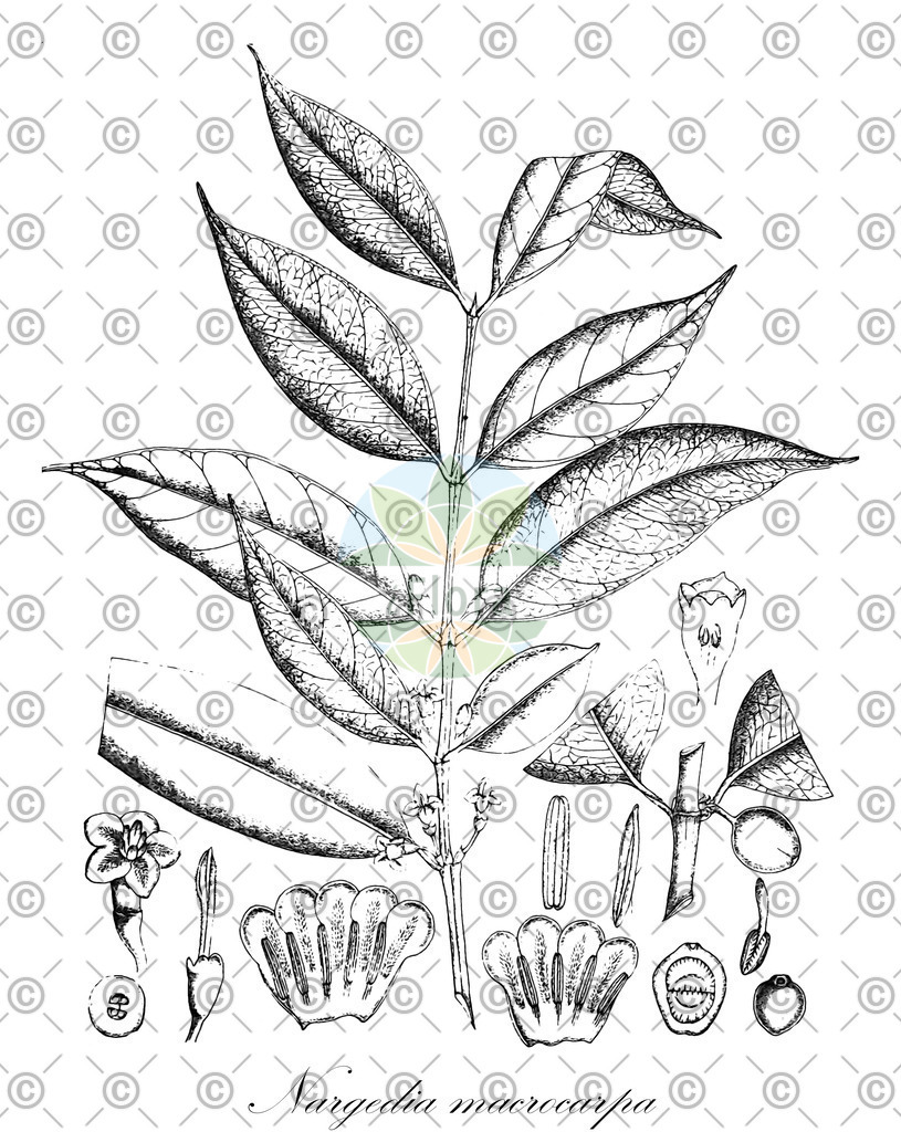 HistAbb_wfo-0000380602_2_ENZY_Simple | Historische Abbildung von Nargedia macrocarpa - Rubiaceae | Historical Illustration of Nargedia macrocarpa - Rubiaceae