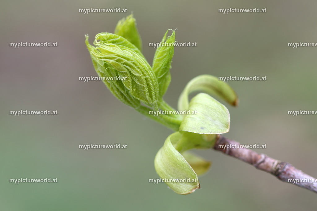 Spitz-Ahorn-006 | Das Bilderarchiv über Tiere, Planzen und Landschaften. In der Bilddatenbank finden Sie ein große Auswahl an hochwertigen Bilder für Ihre Werbung - Realisiert mit Pictrs.com