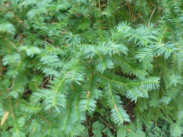 Eibe 2 | Verkauf von Fotos und  Videoclips zumThema Natur.Motive sind Pflanzen, Tiere, Landschaftenund Wetter - Realisiert mit Pictrs.com