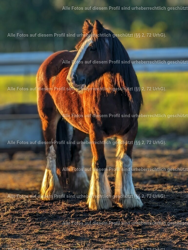 PXL_20231015_152847115-01_3 | krollfotografie - Realisiert mit Pictrs.com