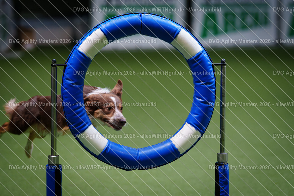 allesWIRTHgut_Tierfotografie-DVG_Agility_Masters_2026-11_27-7R501743 | Professionelle Tierfotografie in Mönchengladbach von Daniel Wirth (allesWIRTHgut). Liebevolle & natürliche Bilder von Hunden & Katzen für unvergessliche Erinnerungen.
