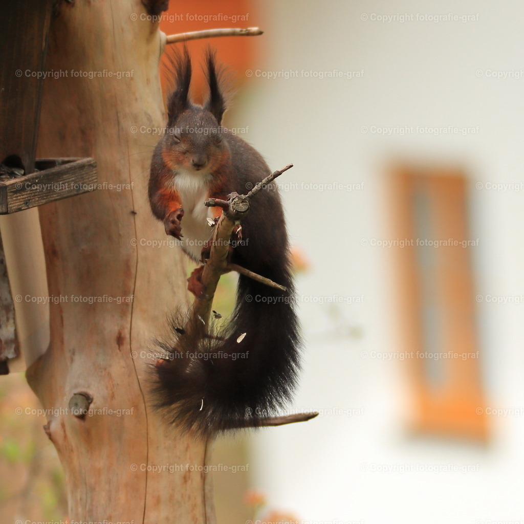 IMG_0562-2 | fotografie-graf - Realisiert mit Pictrs.com