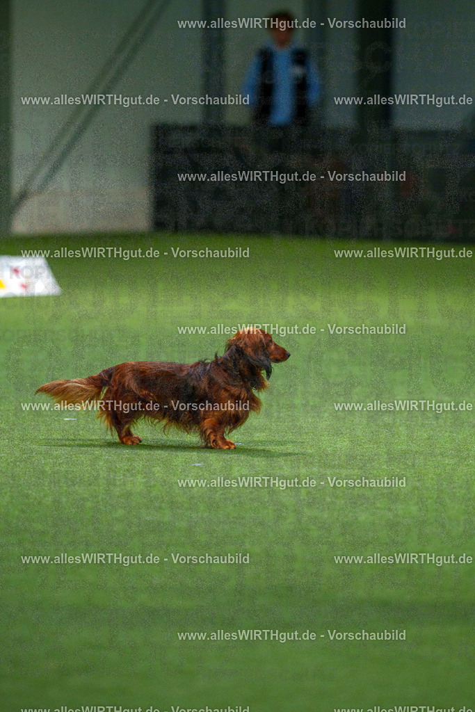 7R506867 | Professionelle Tierfotografie in Mönchengladbach von Daniel Wirth (allesWIRTHgut). Liebevolle & natürliche Bilder von Hunden & Katzen für unvergessliche Erinnerungen.