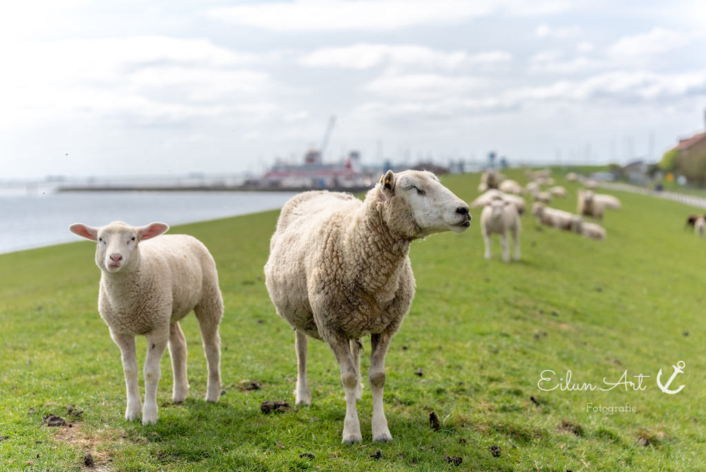 EAF_1243 | Eilun-Art-Fotografie Levke Martens, ihre Fotografin für Immobilien- und Landschaftsfotografie auf Föhr, Föhrer Motive als Poster, Leinwand, hinter Acrylglas oder stelle dir deinen eigenen Monatskalender zusammen, mit nur einem Klick