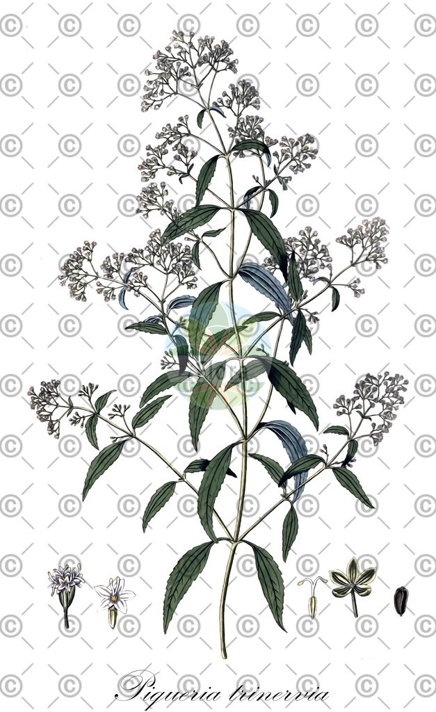 HistAbb_wfo-0001152301_1_ENZY_Simple | Historische Abbildung von Piqueria trinervia - Asteraceae | Historical Illustration of Piqueria trinervia - Asteraceae