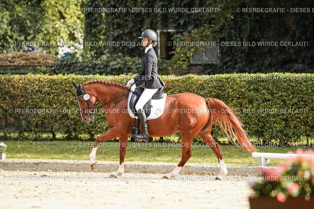 DSC06001 | Pferdegrafie