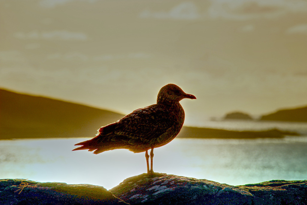 Slea Head Möwe 2 | www-pimpup-me - Realisiert mit Pictrs.com