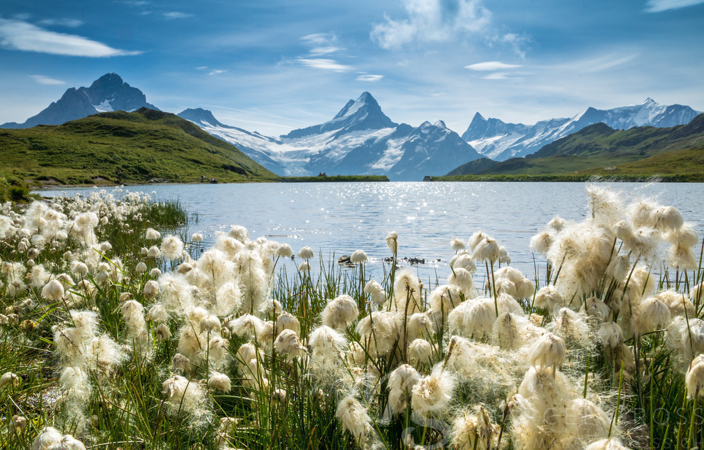 white cottongrass in the Bernese Alps | The picture was taken on the shore of Bachalpsee high above the famous tourist hotspot Grindelwald in the Bernese Alps. Originally i wanted to camp up there, unfortunately i didn't made it. so i went for a hike and had to make the best out of a beautiful September-day. a wonderful Berner Oberland Bild. - Realisiert mit Pictrs.com