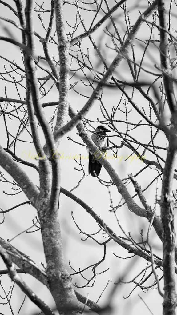 P 49 | Christian Vulin  - Realisiert mit Pictrs.com