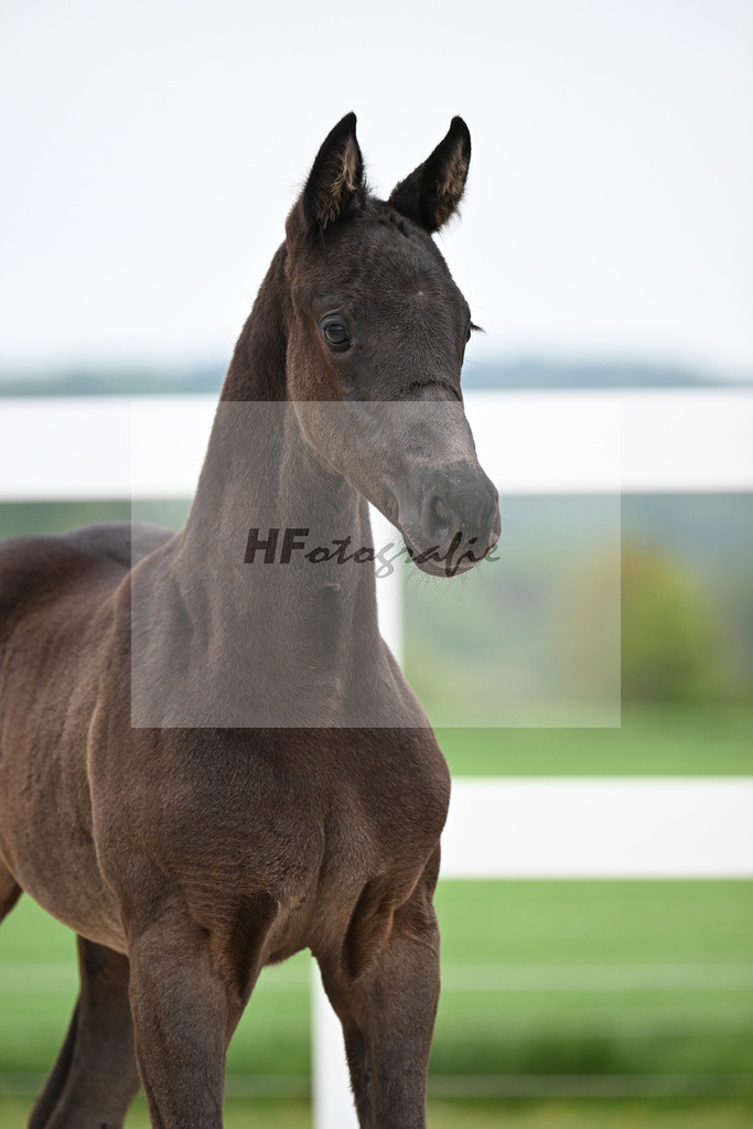 Kat-Nr. 9 SF Bonds x Totilas_Opitz_23260752 | hf-fotografie - Realisiert mit Pictrs.com