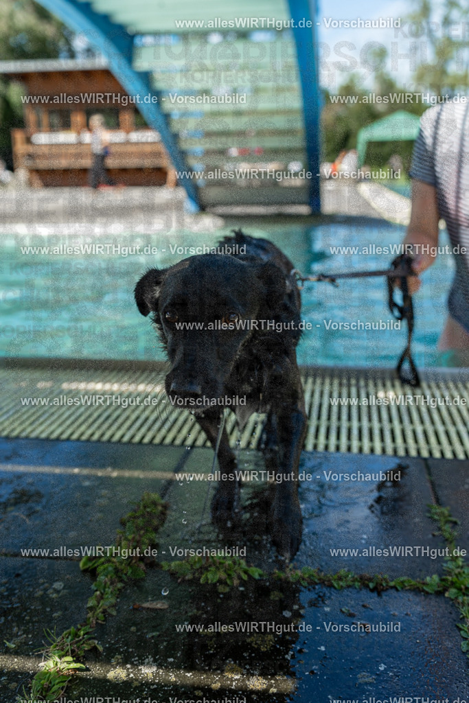 Hundeschwimmen_Volksbad_2026-allesWIRTHgut_Tierfotografie-2609061257-120737-7R500359 | Professionelle Tierfotografie in Mönchengladbach von Daniel Wirth (allesWIRTHgut). Liebevolle & natürliche Bilder von Hunden & Katzen für unvergessliche Erinnerungen.
