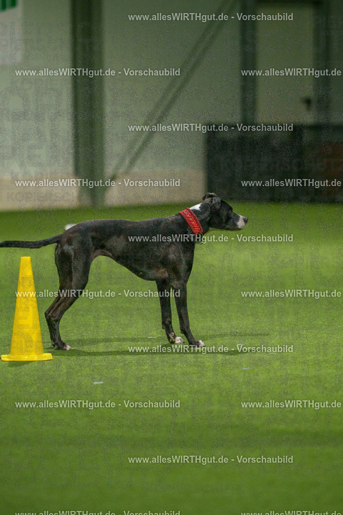 7R507383 | Professionelle Tierfotografie in Mönchengladbach von Daniel Wirth (allesWIRTHgut). Liebevolle & natürliche Bilder von Hunden & Katzen für unvergessliche Erinnerungen.