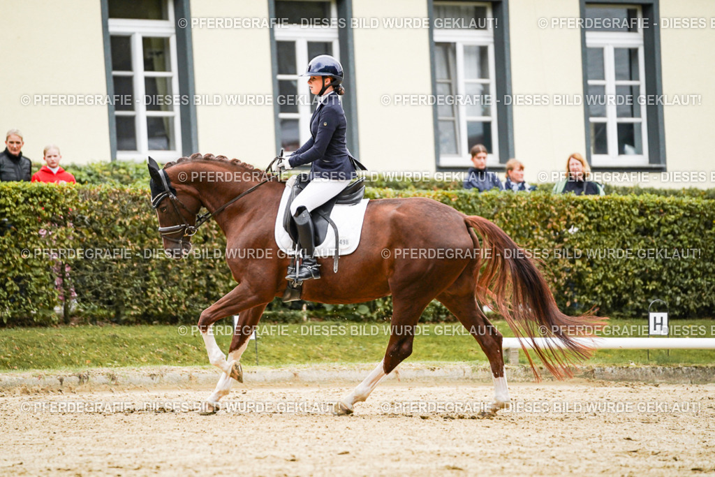 DSC06911 | Pferdegrafie