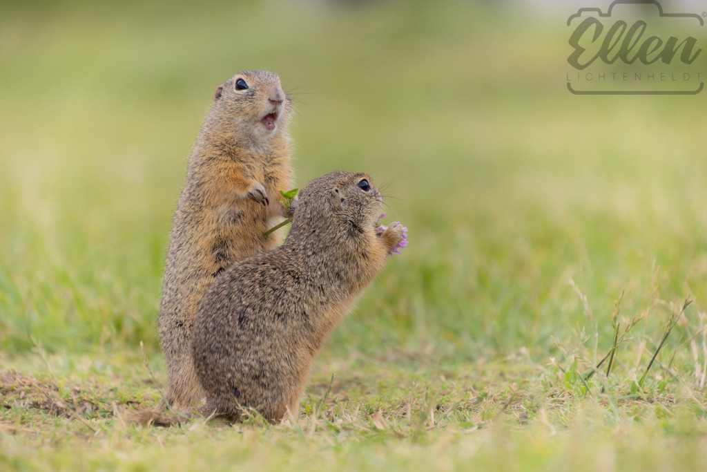 Shared Moments | Two European ground squirrels forage side by side, one clutching a clover while the other keeps a watchful eye. A tender look at survival and companionship in the wild. - Realisiert mit Pictrs.com