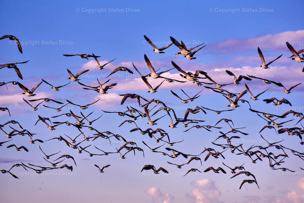 _DSC4600 | Findlinge im Eis, Zeesenboote bei der Traditionsregatta, eine Seebrücke im Sonnenaufgang - mit den Bildern aus dieser Galerie erhalten Sie wunderschöne Aufnahmen über das ganze Jahr. Ein tolles Produkt zum Verschenken, Werben oder zum Träumen vom nächsten - Realisiert mit Pictrs.com