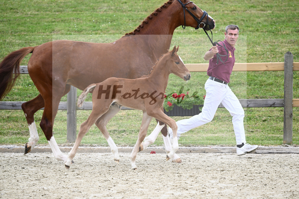 Kat-Nr. 40 HF DSP Feliciano_Eder_17230477 | hf-fotografie - Realizzato con Pictrs.com