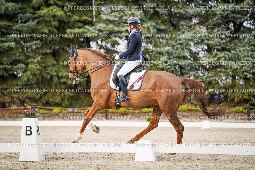 DSC08827 | Pferdegrafie