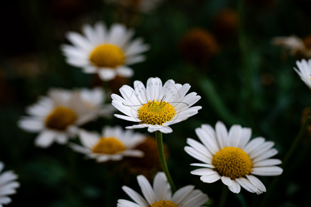 Stempel einer Margerite | Weiße Blüte mit gelben Stempel einer Margerite (Leucanthemum), Jena, Thüringen, Deutschland - Realisiert mit Pictrs.com