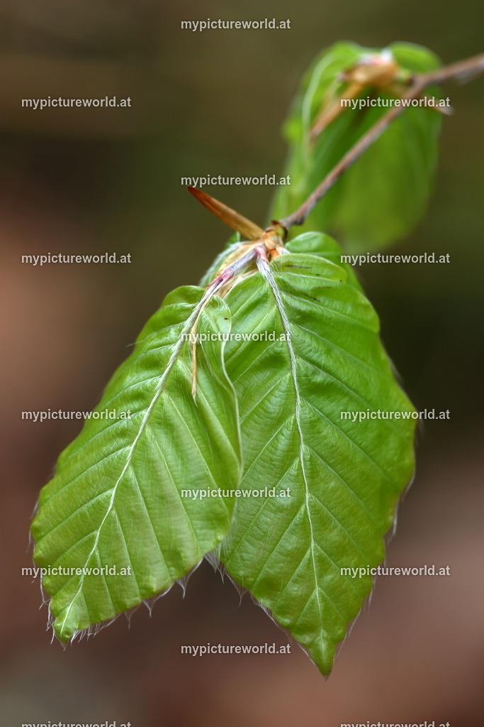 Rotbuche-013 | Das Bilderarchiv über Tiere, Planzen und Landschaften. In der Bilddatenbank finden Sie ein große Auswahl an hochwertigen Bilder für Ihre Werbung - Realisiert mit Pictrs.com