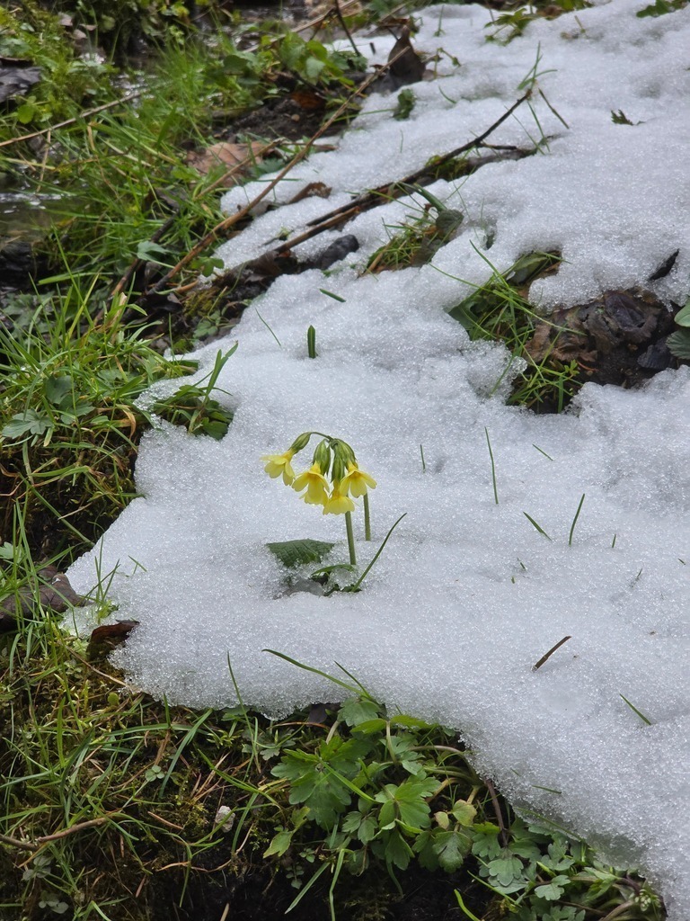 20250418_155618 | Heilkarten - Realisiert mit Pictrs.com