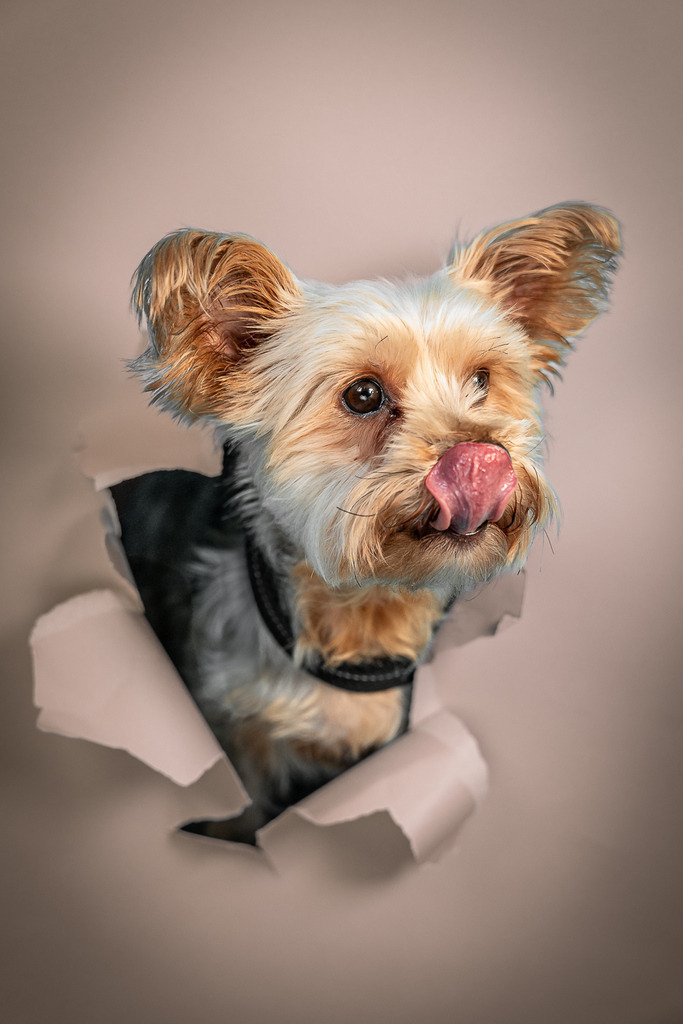 allesWIRTHgut Tierfotografie - 7IV04300 | Professionelle Tierfotografie in Mönchengladbach von Daniel Wirth (allesWIRTHgut). Liebevolle & natürliche Bilder von Hunden & Katzen für unvergessliche Erinnerungen.