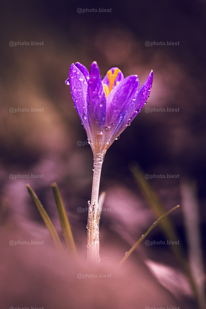 Perlenkelch | Eine Krokusblüte mit vielen Wassertropfen. - Realisiert mit Pictrs.com