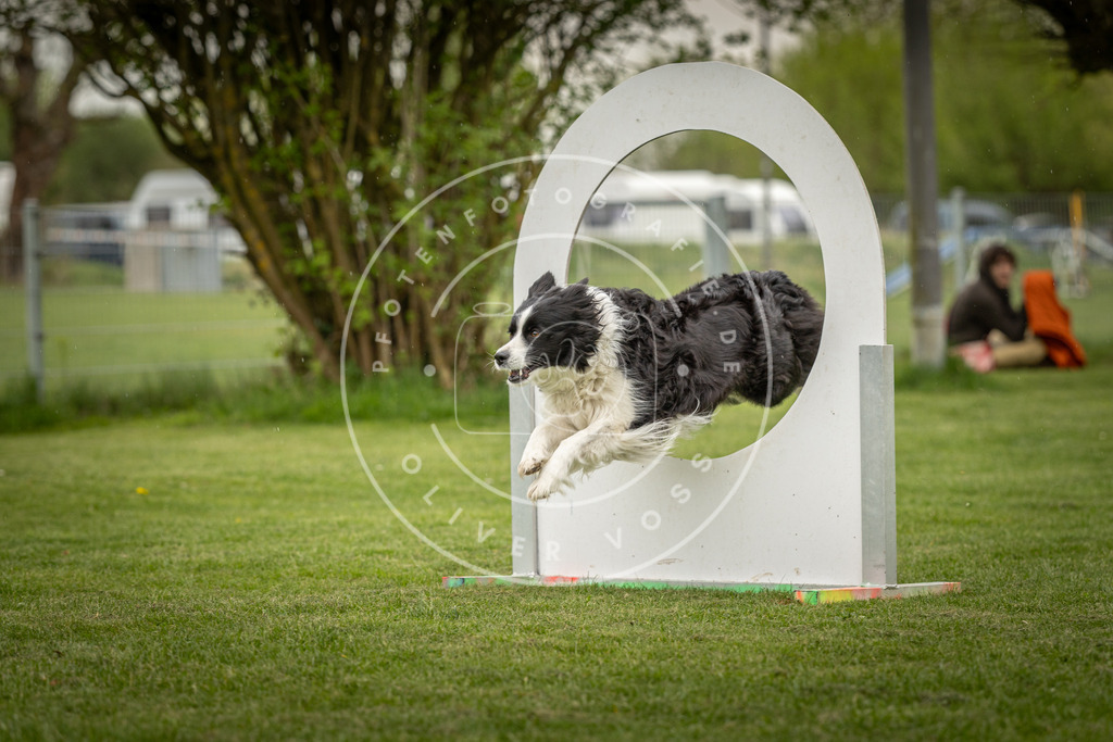 Pfotenfotografie_DV3A3258 | Hundefotografie, Tierfotograf, Pfotenfotografie, Fotoshooting Hund, Hunde Portrait, Hundesport, Hundeportraits, Heideshooting, Hunde, Sportfotograf, Hundefotograf, Turnierhundsport, THS,  - Realisiert mit Pictrs.com