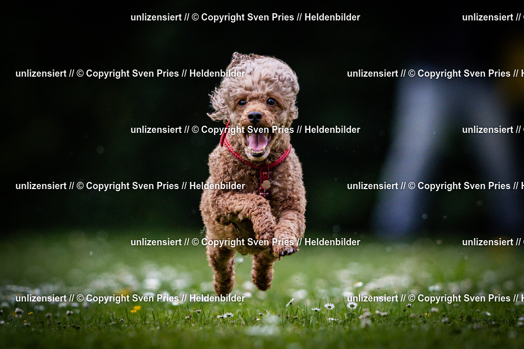 Sven Pries | 2025-05-29 - Pudelrennen KA-Durlach - Realisiert mit Pictrs.com