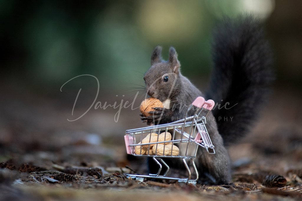 Eichhörnchen | Beim Einkauf
