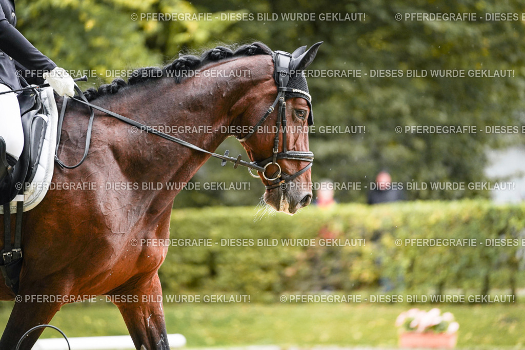 DSC07421 | Pferdegrafie