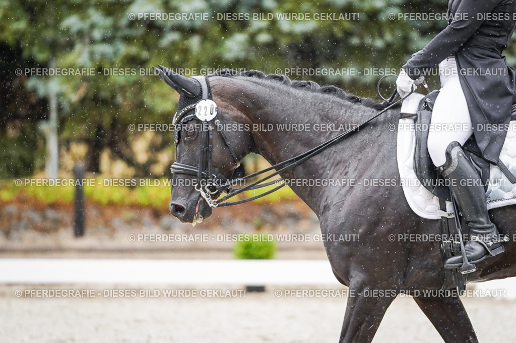 DSC08402 | Pferdegrafie