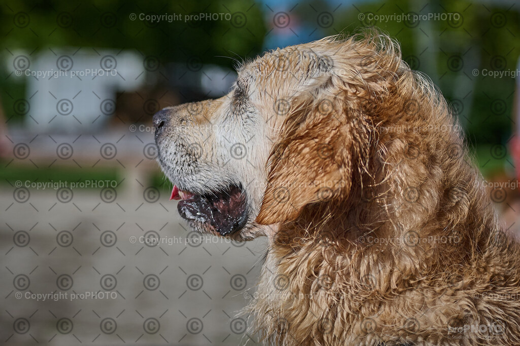 228_202509_4Hundebadetag_NZ9_2891 | proPHOTO - Realisiert mit Pictrs.com