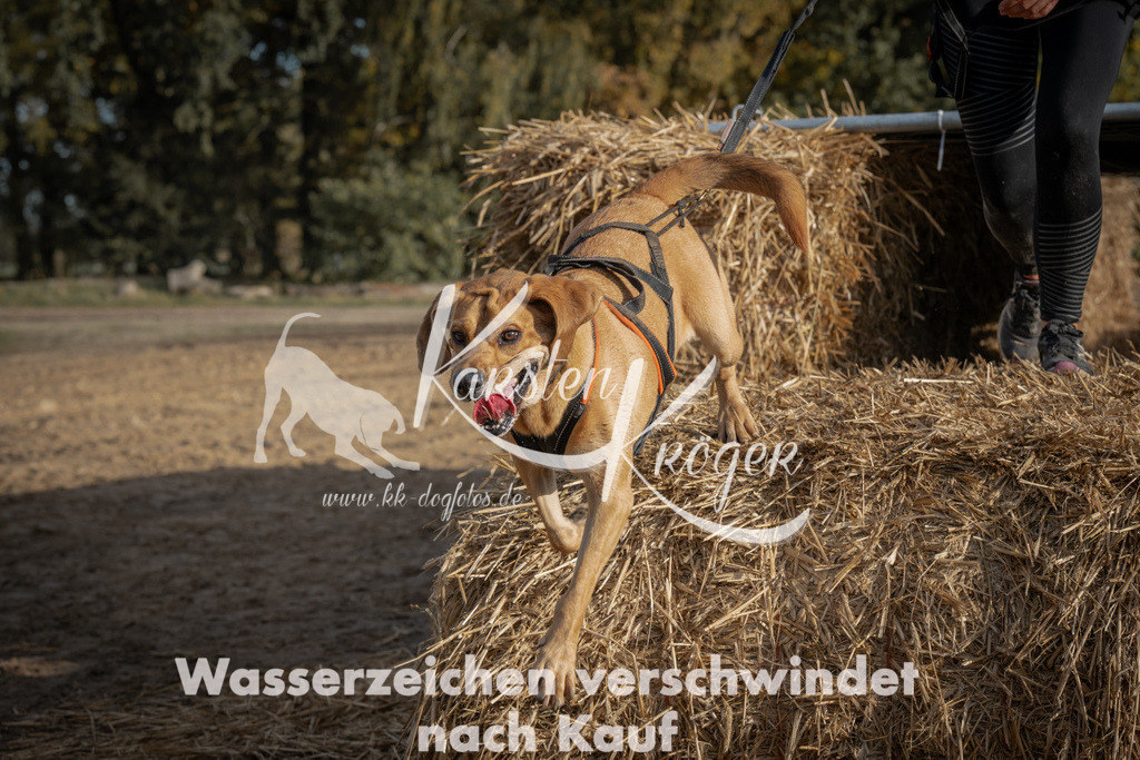 1032_ZZ98678 | kk-dogfotos