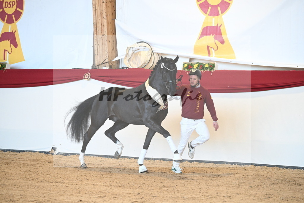 Kat.-Nr. 65 v. Springbank II VH_Reichert_2242879 | hf-fotografie - Realisiert mit Pictrs.com