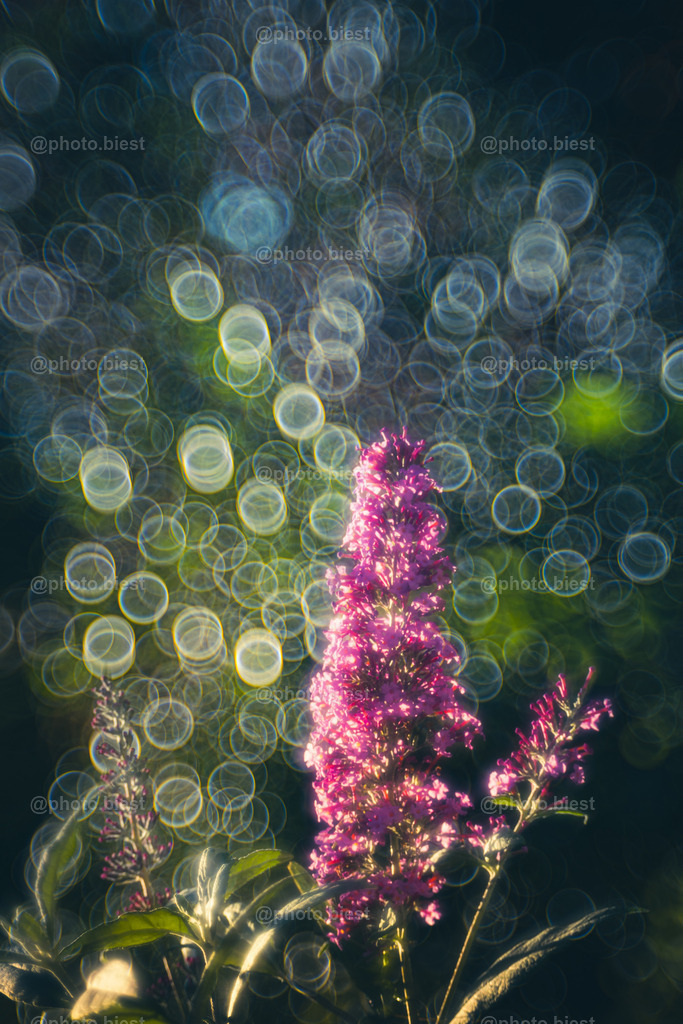 Fliederblubber | Fliederblüten im Bubblerausch. - Realisiert mit Pictrs.com