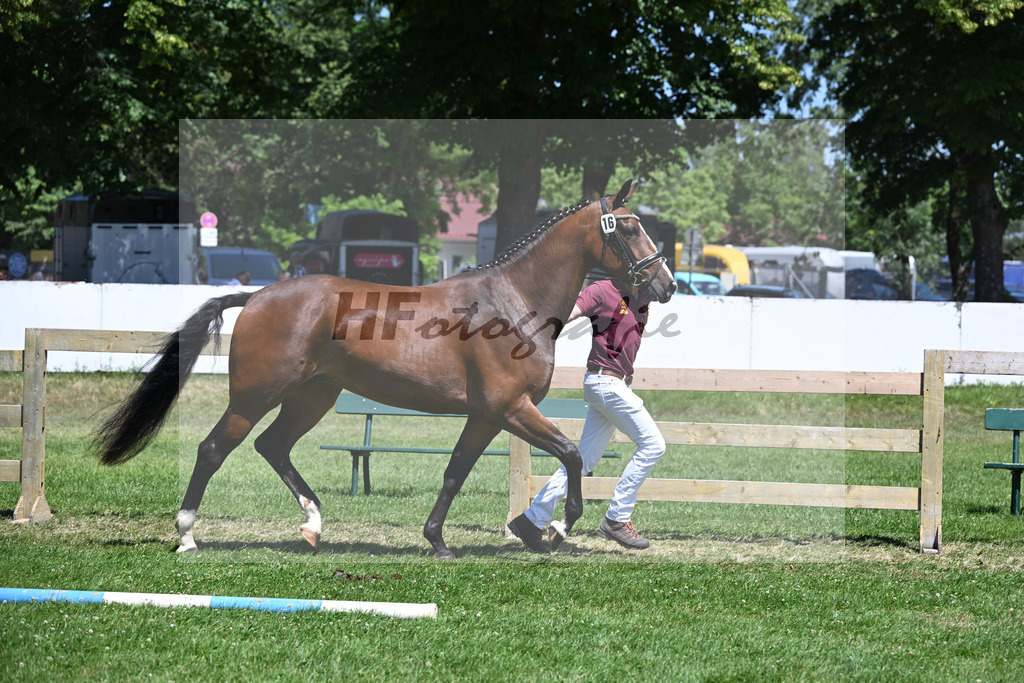 Kat-Nr. 16 Akira v. Jasper_Wohlsperger_19250383 | hf-fotografie - Realizzato con Pictrs.com