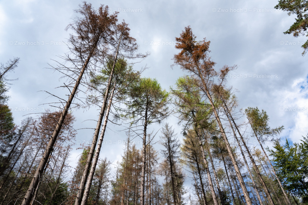 Fremdenweg_nahe_Katzenstein_Nadelbaum_Baumstamm | 2022-08-30_Waldbrandgebiete_1 - Realisiert mit Pictrs.com