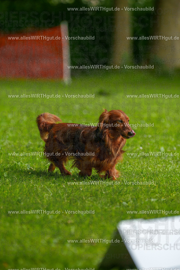@allesWIRTHgut_Tierfotografie - www.allesWIRTHgut.de - 090805-7R506572 | Professionelle Tierfotografie in Mönchengladbach von Daniel Wirth (allesWIRTHgut). Liebevolle & natürliche Bilder von Hunden & Katzen für unvergessliche Erinnerungen.