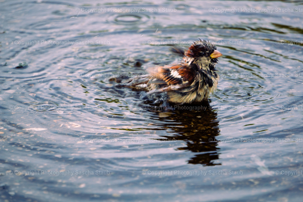 Spatz in einer Pfütze badend | Willkommen im Shop von Photography Sascha Staub. Hier findest du alle Fotos und Medieninhalten von Sascha Staub. In diesem Shop kannst du Lizenzen zu den Fotos, Drucke und Gutscheine für den Shop erwerben.  - Realisiert mit Pictrs.com