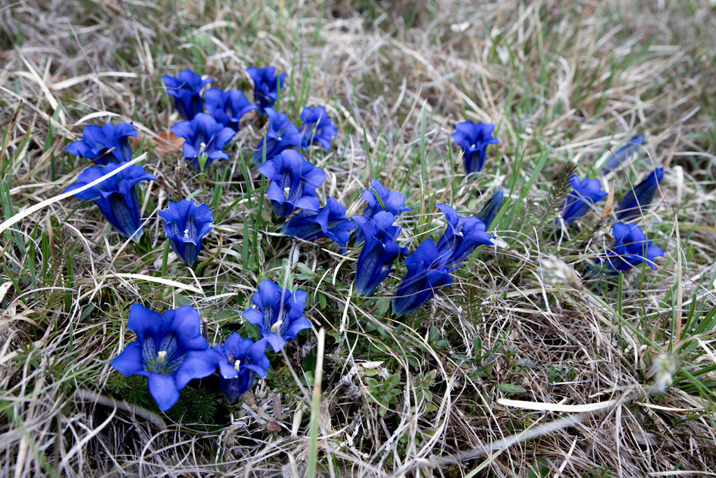 Enzian Mostviertel | Ihre Fotografin im Lungau, ihre Fotografin im Mostviertel, Wandbilder Onlineshop, Imagefotos für Ihr Unternehmen,  - Realisiert mit Pictrs.com